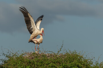 Two birds are standing on a nest, white stork (ciconia ciconia) breeding.