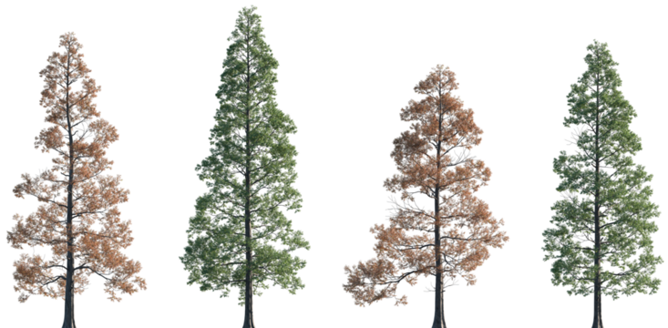Set of summer and autumn Metasequoia glyptostroboides (the dawn redwood) frontal set trees isolated png on a transparent background perfectly cutout