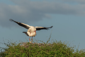 Two birds are standing on a nest, white stork (ciconia ciconia) breeding.