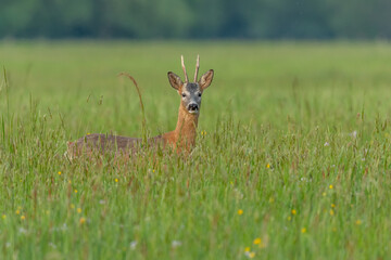A graceful Roe deer stands in a sun-drenched field, its gaze direct and curious, capturing a peaceful wildlife moment.