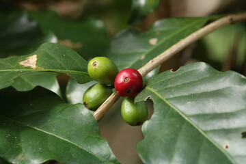 Café - grãos de café no cafeeiro, verdes e maduros