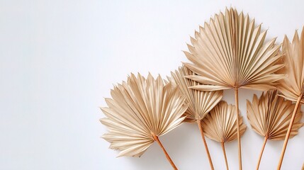 Dried Palm Leaves Arranged Over Bright White Background