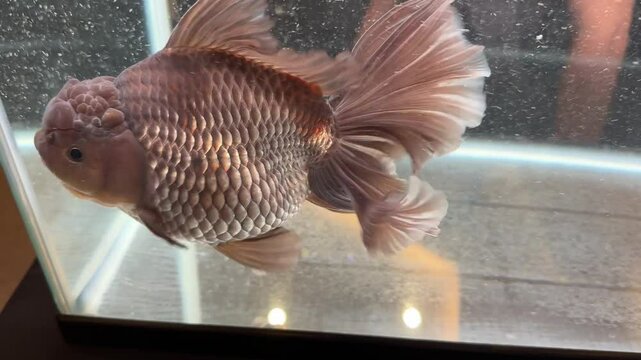 4K video. Video of  bronze chocolate oranda goldfish swimming inside a water tank. Oranda is a type of goldfish with its unique hood crown on the head. Decorative fish.