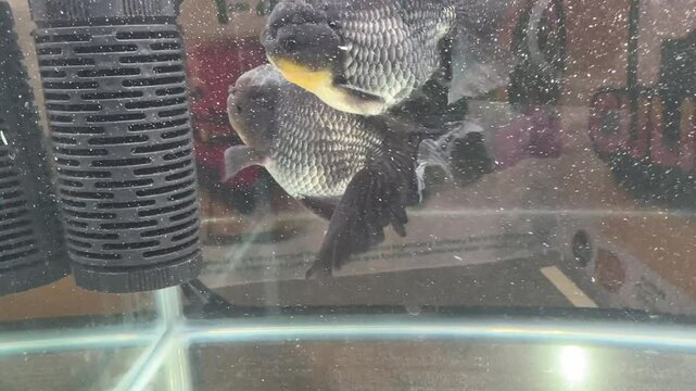 4K video. Video of  grey oranda goldfish swimming inside a water tank. Oranda is a type of goldfish with its unique hood crown on the head. Decorative fish.