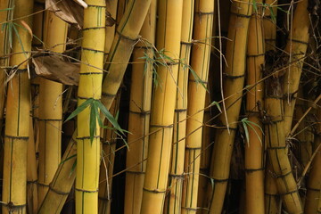 Bambu gigante, bambu amarelo, bambu verde