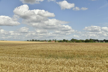 Fototapeta premium Cumulus de beau temps au dessus d'un champ de paille à Hellebecq (Silly)