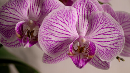 Orchids, purple Phalaenopsis orchid flowers in bloom-macro close-up