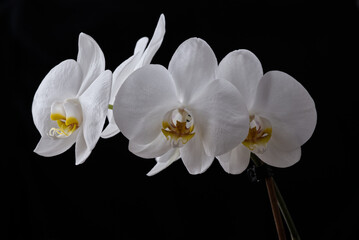 White Orchid Flower Isolated on Black Background