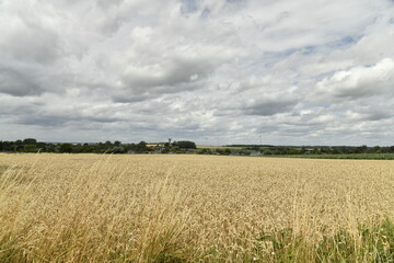 Vaste champ de bl&eacute; sous un ciel nuageux &agrave; Ghislenghien (Ath)