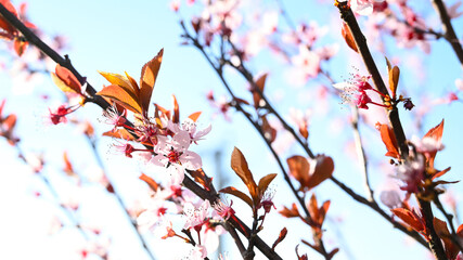 Japanese cherry with branch and leaves and flowers and blossom in spring.