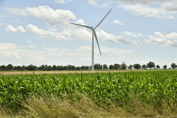 Éolienne près d'un champ de maïs à Ghislenghien (Ath)