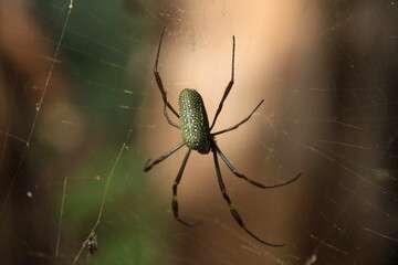 Aranha-de-teia-amarela