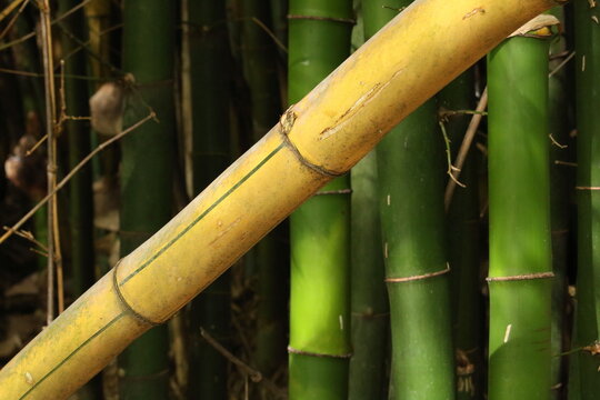 Bambu gigante, bambu amarelo, bambu verde