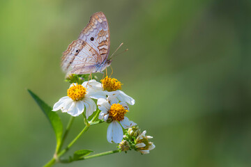 white peacock butterfly on white daisy like flowers