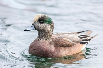 close up of a wigeon duck