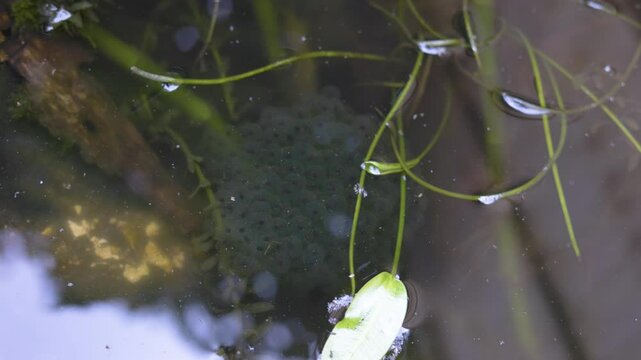 Frog spawn eggs on the surface of a little pond in the spring in England