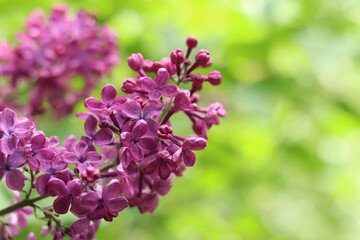 Lilac flowers close-up. Branch of blooming lilac, spring flowers with soft focus. Nature background. Lilac flowers with selective focus. Spring