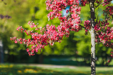 Blooming Pink Tree Branch in Spring Park with Soft Green Background