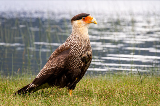 Caracara plancus