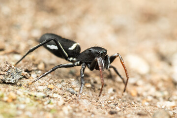 Atomosphyrus tristiculus