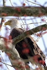 Bald Eagle through branches