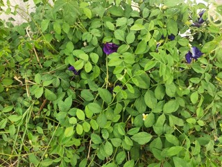 butterfly pea flower