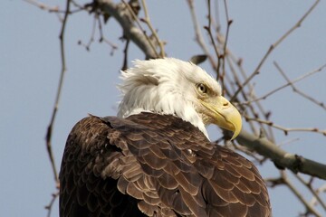 Bald Eagle portrait from behind