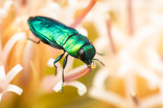 Bilyaxia concinna