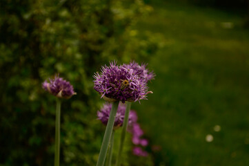 Obraz premium purple thistle flower in spring
