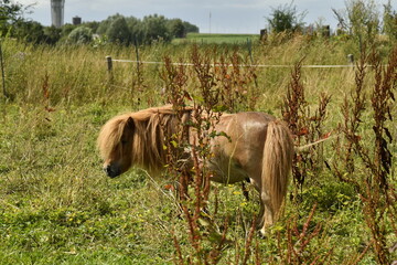 Cheval brun entre les plantes à Hellebecq (Silly)