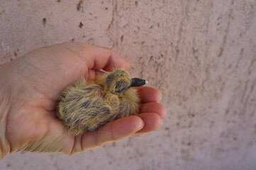 baby chick in hand