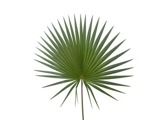 Naklejka premium tropical nature green palm leaf on transparent background png file, pine branch isolated on white for botany plantation or decoration. Tropical herb or tree gardening