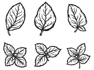 Minimalistic Basil Leaf Sketch Art for Modern Design