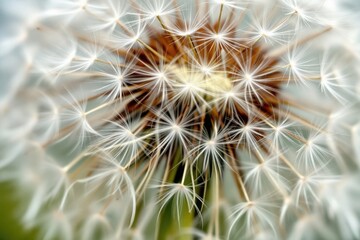 A close up of a dandelion flower with many small white seeds