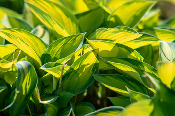 Green leaves illuminated by sunlight create a vibrant and natural backdrop. Fresh leaves glow with a warm light, evoking a sense of peace, growth, and the beauty of nature.