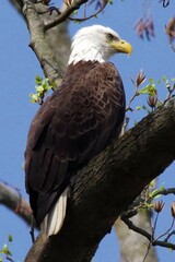 Bald Eagle side pose 1