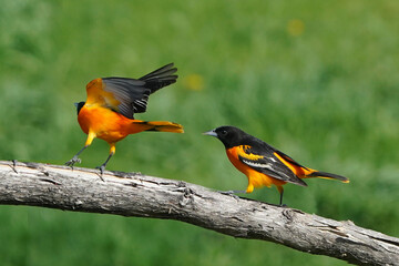 Baltimore Orioles on a bright spring day