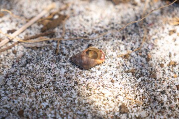 Hermit crab inside seashell on sandy beach close-up