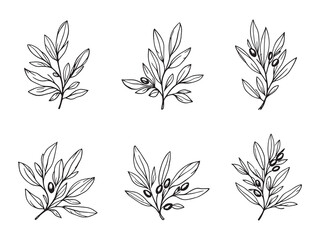 minimalistic olive leaf vector artwork simple line drawing