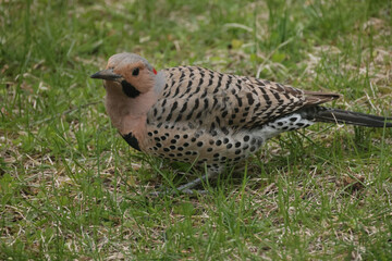 Flickers on the grass feeding and resting