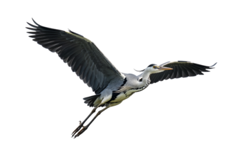 Grey Heron in flight, isolated on black background