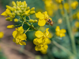 Bee pollinating on a rapessed blossom