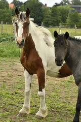 Obraz premium Un couple de chevaux dans une prairie à Ghislenghien (Ath)