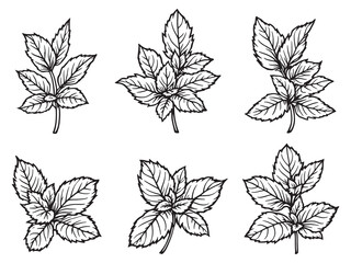 Minimalistic Spearmint Leaf Outline in Vector Art Style