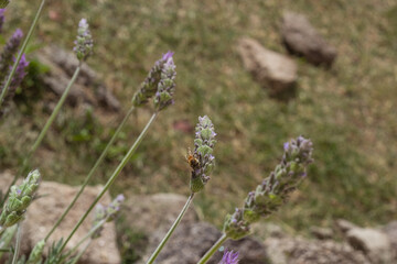 lavender flowers with a bee