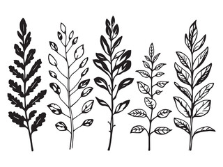 Minimalistic stonecrop leaf line art for vector designs