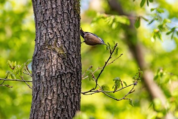 Kleiber auf Nahrungssuche