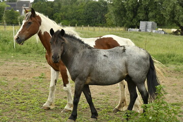 Fototapeta premium Un couple de chevaux dans une prairie à Ghislenghien (Ath)