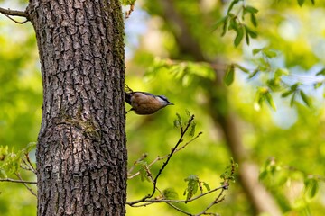 Spechtmeise im Wald