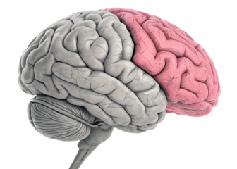 gray pink brain top side view isolated on white background, PNG